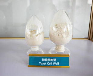 酿酒酵母细胞壁